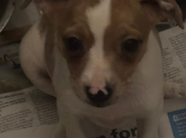 Jack russel pups availabe