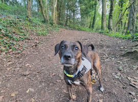 Staffie x cocker spaniel