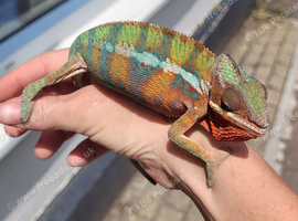 Panther chameleon male