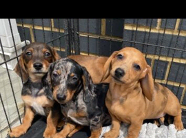 Dachshund puppies