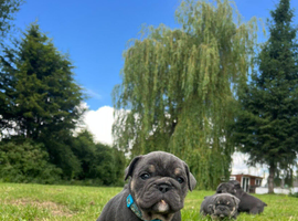 French bulldog/British bulldog