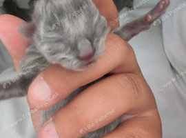 4 kittens for sale