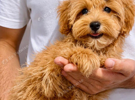 BEAUTIFUL MALTIPOO GIRL.