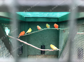 Canary's for sale