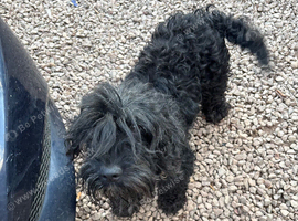 Cockapoo Puppys