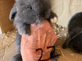 Mini lop pure breeds mixed sex&rsquo;s.