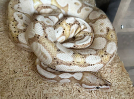 Ball pythons for sale