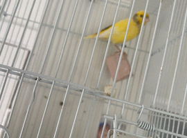 greenfinch hybrid