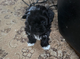 Lhasa apso puos