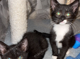 Ragamese cross kittens ready now