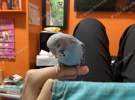 Hand-Tamed Female Young Budgerigars
