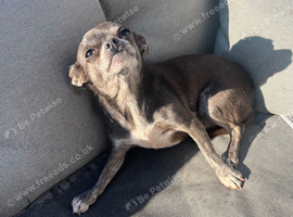 Chihuahua girl