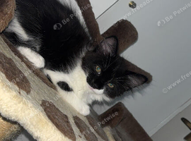 Kitten