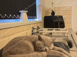 Beautiful grey british shorthair with a tint of beige