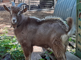 Stunnning Entire Intact Billy Toggenburg Goat - Father Pedigree