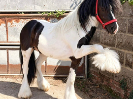 Stunning 3yr old cob