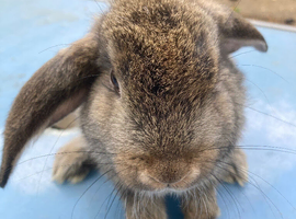 Rabbits in Londra