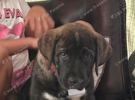 Beautiful can corso&Caucasian Shepard female puppy - Fully vaccinated -&pound;1000