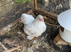 Hen Pekin bantam