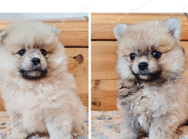 Ready now - Pomeranian puppies