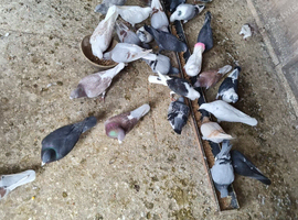 Racer pigeon