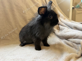 Two gorgeous lionhead baby bunnies
