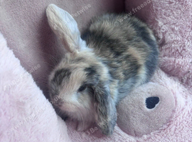Beautiful rabbits