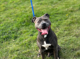 Staffy stud