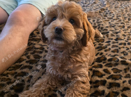 Cockapoo puppy F2