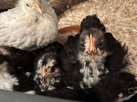 Mottled bantam cockerels