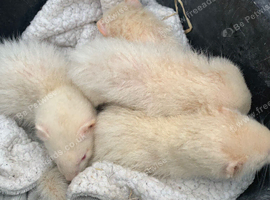 Albino Ferret kits