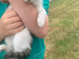 Female kitten 8 weeks old