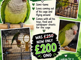 Quacker parrot