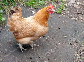 Sablepoot cross hen