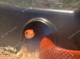 female corn snake