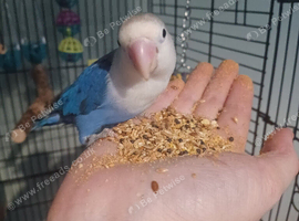 Love bird