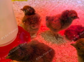 Very cute Gold Laced Orpington Chicks Unsexed x5 available