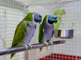 Derbyan parrot