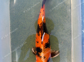 40cm Hi Utsuri