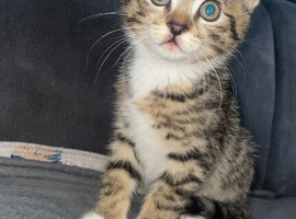 Beautiful BSH & Turkish Angora kittens