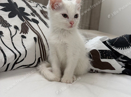 10 week old kitten