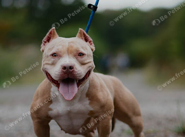 ABKC American Bully Pocket, Female