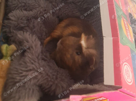 WANTING A GUINEA-PIG