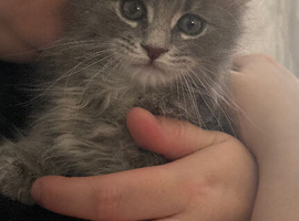 Maine coon female left price reduced