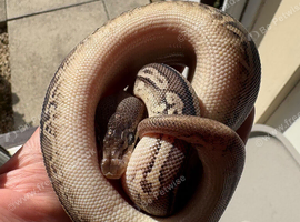 Stunning female  leopard pewter yellowbelly het Dg ph pied for sale