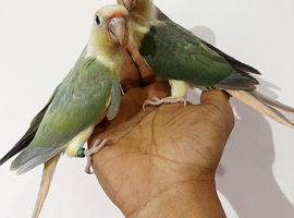 Gorgeous baby turquoise pineapple conures