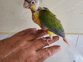 Pineapple conure handreared