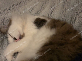 Cat for sale