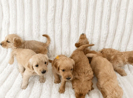 Golden Labradoodles Essex