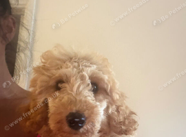 minature poodle puppy fully immunised flea wormed